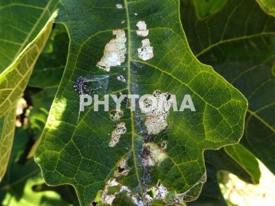 Choreutis nemorana
